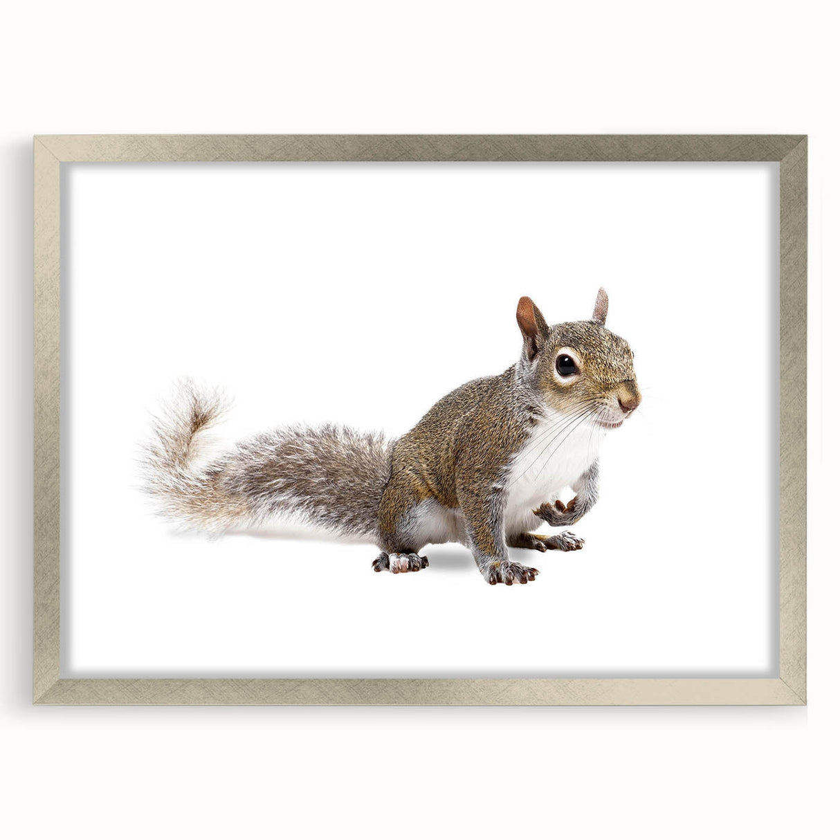 Framed wall art collection showcasing a playful squirrel design in a silver frame with a mat, ideal for adding a whimsical touch to any living space.