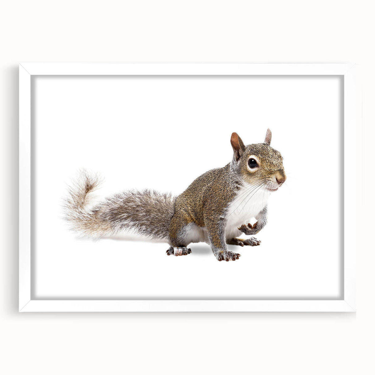 Squirrel-themed wall art framed in white, showcasing a playful squirrel design, perfect for animal lovers and nature-inspired decor, enhancing any room's aesthetic.