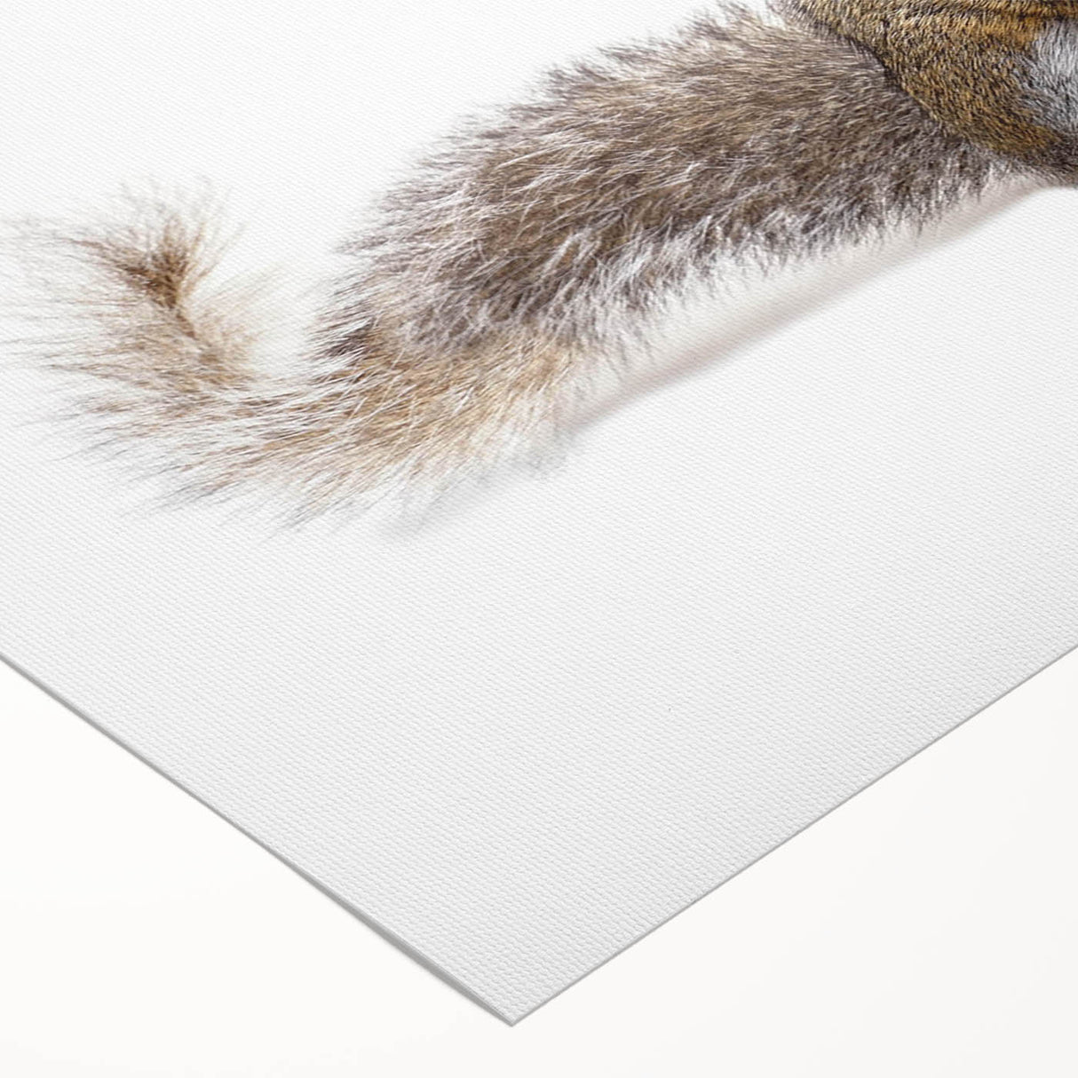 Squirrel-themed wall art design on rolled canvas, showcasing vibrant colors and intricate details, perfect for wildlife enthusiasts and home decor lovers.