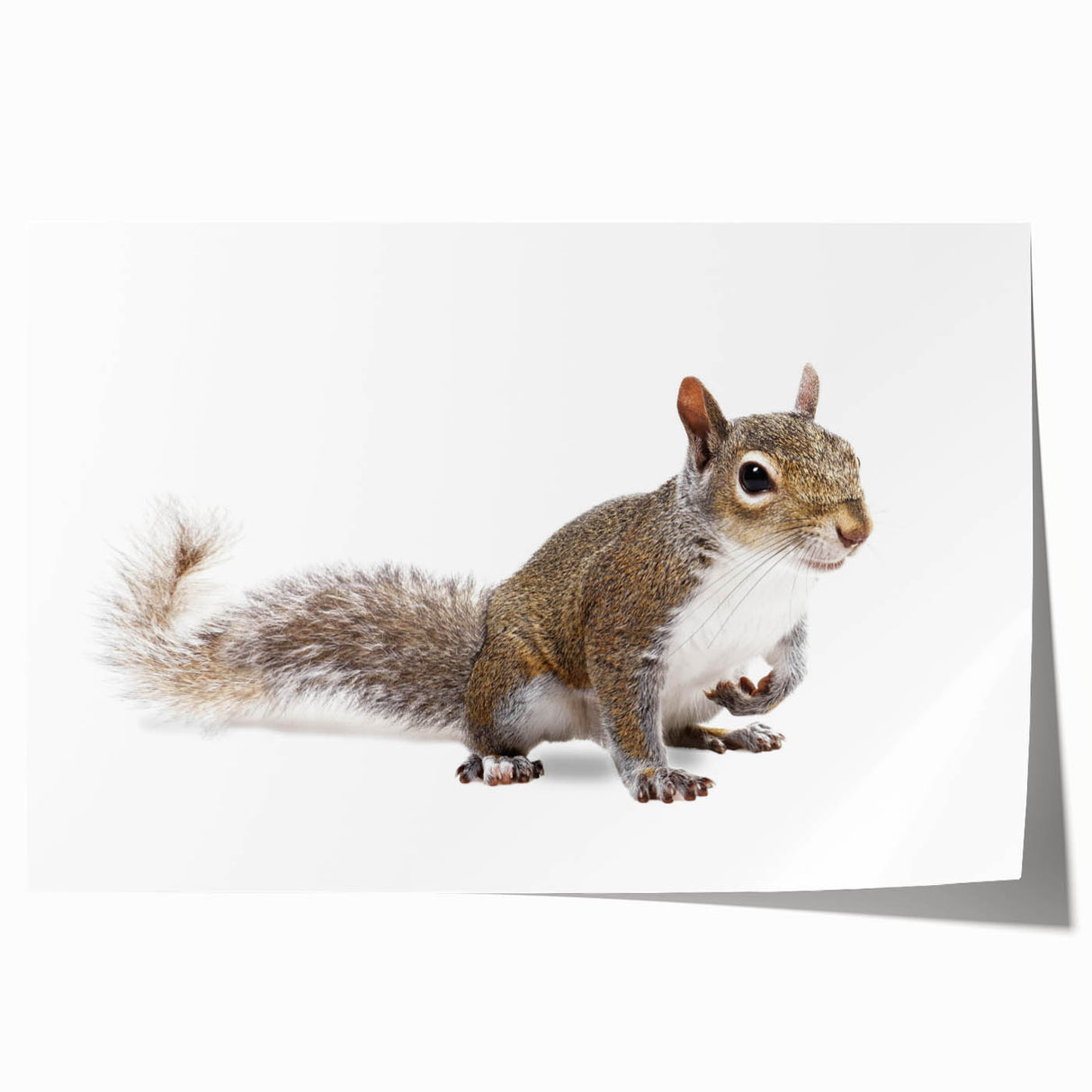 Squirrel-themed wall art print showcasing a vibrant, whimsical design with detailed illustrations on a rolled canvas, perfect for animal lovers and home decor.