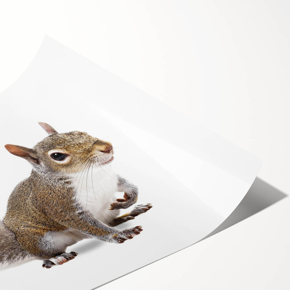 Colorful squirrel wall art print showcasing a whimsical design with intricate details, perfect for nature lovers and home decor enthusiasts, rolled for easy framing.