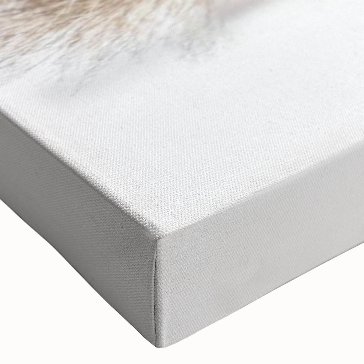 Close-up of a vibrant squirrel design wall art canvas showcasing intricate details and colors, perfect for enhancing home decor and nature-themed spaces.