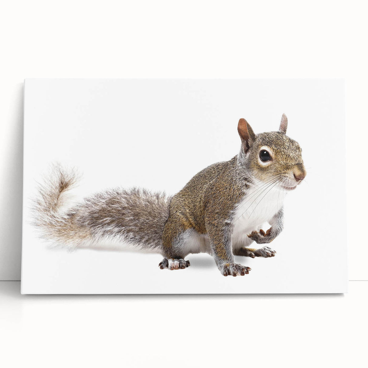 Stylish squirrel wall art design on stretched canvas, showcasing vibrant colors and detailed illustration, perfect for adding a whimsical touch to home decor.
