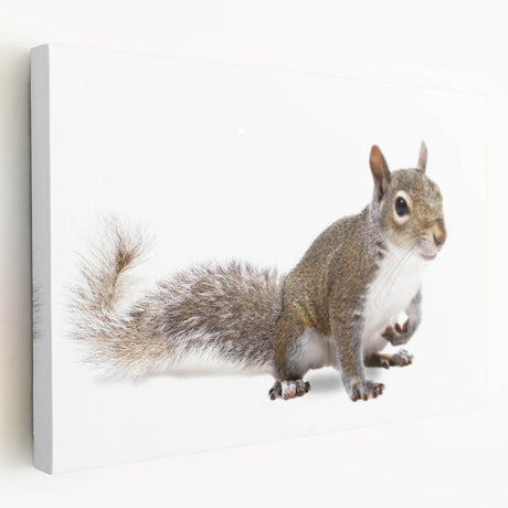 Stretched canvas wall art featuring a vibrant squirrel design, showcasing detailed fur textures and lively colors, perfect for nature-themed decor in modern homes.