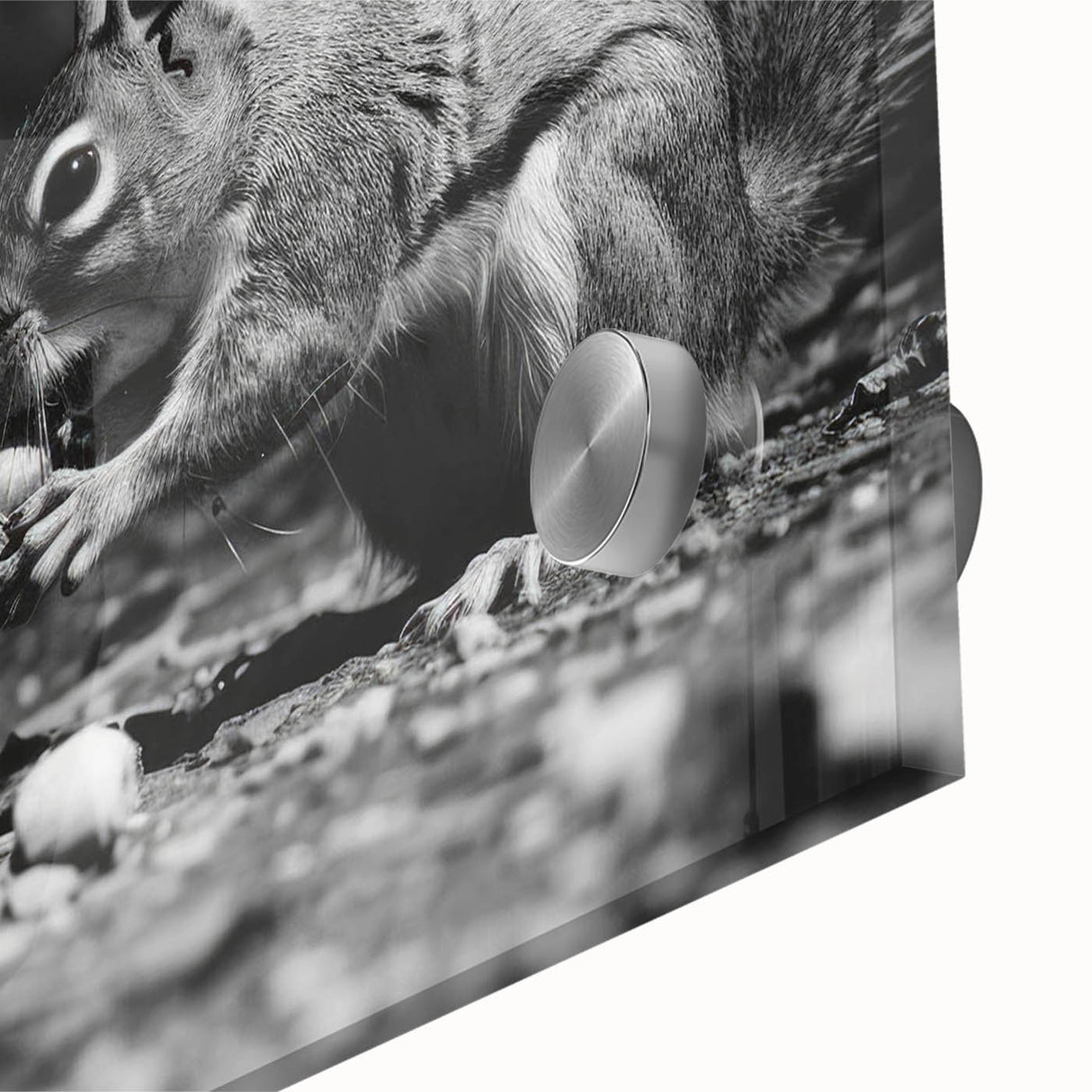 Close-up of a vibrant squirrel wall art design on acrylic glass, showcasing intricate details and colors, perfect for wildlife-themed decor.