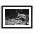 Framed wall art featuring a playful squirrel design against a black mat, showcasing vibrant colors and intricate details, perfect for nature lovers and home decor enthusiasts.