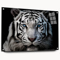 Side view of a tiger-themed wall art collection featuring vibrant colors on acrylic glass, secured with pins, ideal for wildlife decor enthusiasts.