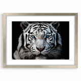 Framed wall art collection showcasing a striking tiger design with a silver mat, ideal for wildlife and nature enthusiasts. Perfect for enhancing home decor.