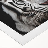 Vibrant rolled canvas wall art showcasing a striking tiger design, featuring rich colors and intricate details, perfect for wildlife enthusiasts and home decor.