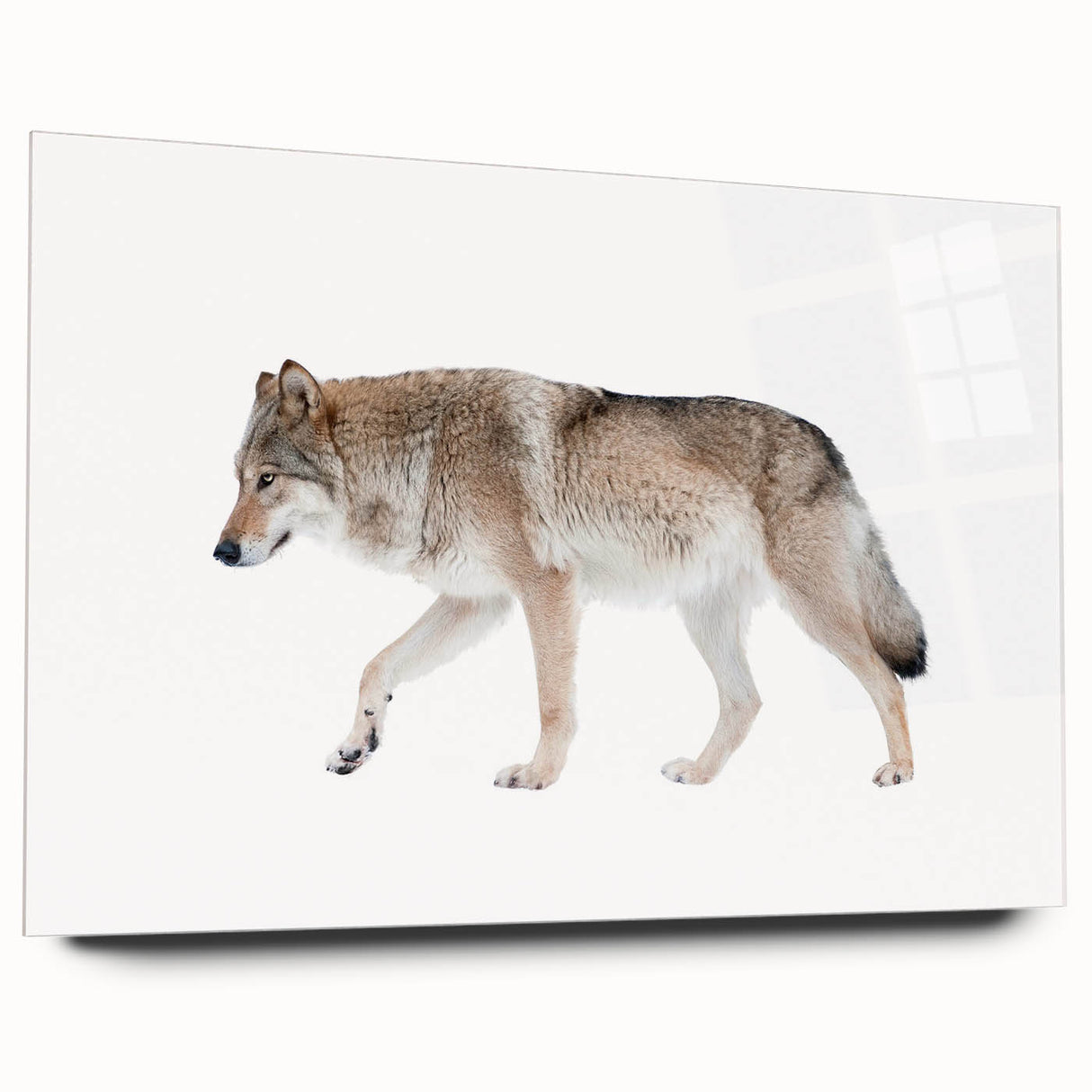 Acrylic glass wall art featuring a striking wolf design, showcasing intricate details and vibrant colors, ideal for animal lovers and modern decor.