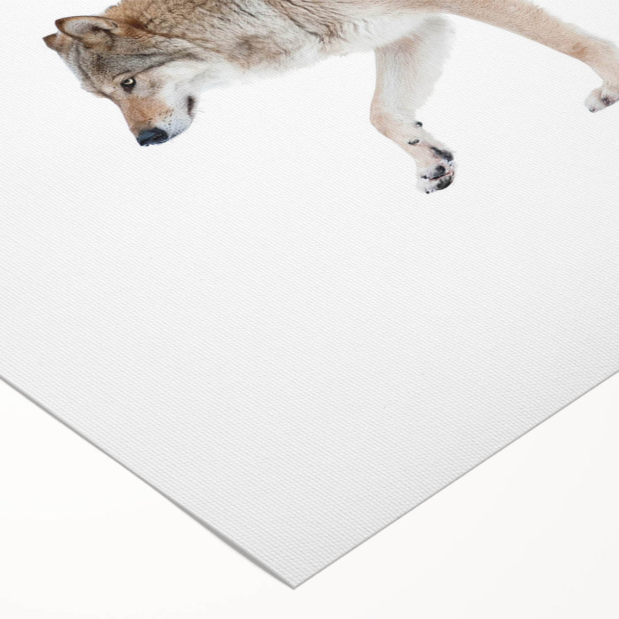 Rolled canvas depicting a striking wolf design, showcasing intricate details and vibrant colors, perfect for nature enthusiasts and wildlife decor lovers. Ideal for adding a wild touch to any room.