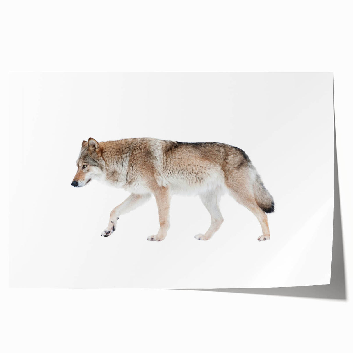 Stunning wall art print showcasing a majestic wolf design against a vibrant forest backdrop, perfect for animal lovers and nature-inspired decor. Ideal for enhancing home or office aesthetics with wildlife themes.