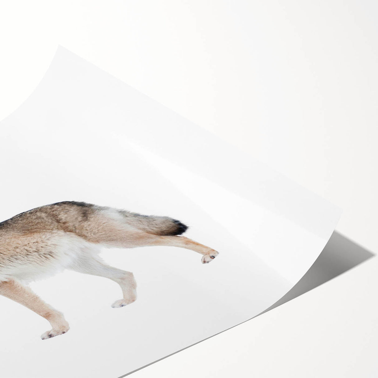 Stunning wall art print showcasing a majestic wolf design, featuring intricate details and vibrant colors, perfect for wildlife enthusiasts and home decor.