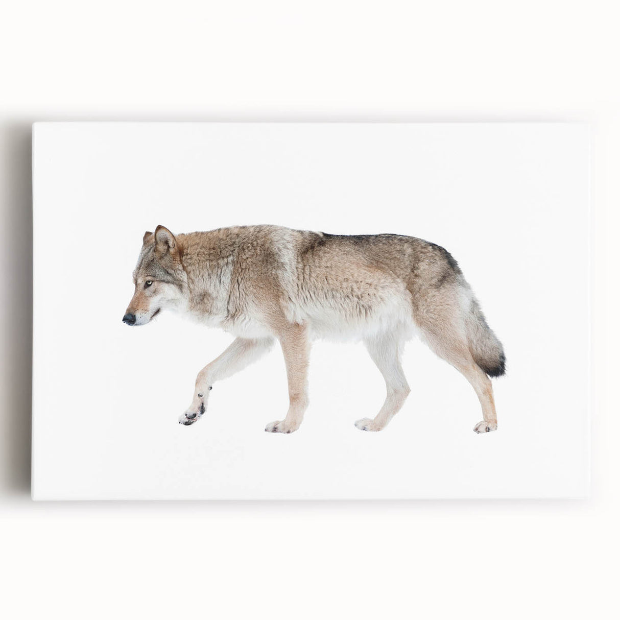 Stretched canvas wall art depicting a striking wolf design, showcasing detailed fur patterns in shades of gray and white, perfect for wildlife enthusiasts.
