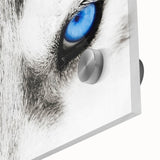 Close-up of a striking wolf wall art design featuring intricate details in shades of gray and white, printed on acrylic glass, perfect for wildlife enthusiasts. This artwork captures the majestic gaze of a wolf, enhancing any space with its natural beauty and artistic flair.