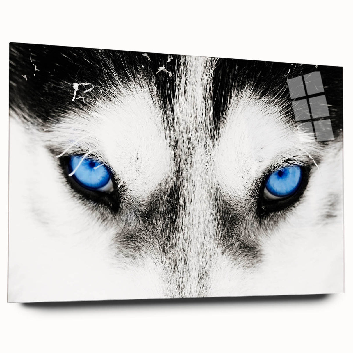 Acrylic wall art featuring a striking wolf design in a side view, showcasing intricate details and vibrant colors, perfect for wildlife enthusiasts and modern decor.