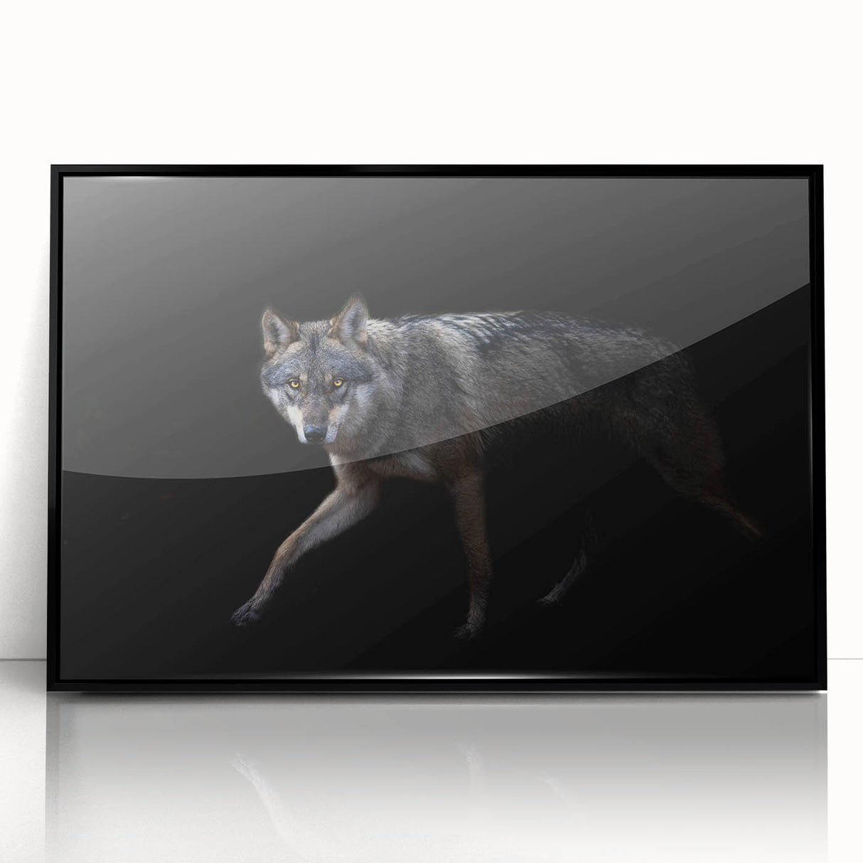 Framed acrylic wall art featuring a striking wolf design from the 'Animals A Wild Life' collection, set against a sleek black background, perfect for nature lovers.