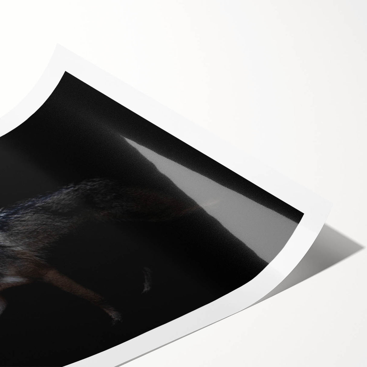 Stunning wall art featuring a majestic wolf design, showcasing intricate details and vibrant colors, perfect for wildlife enthusiasts and home decor. Rolled print designed for easy framing and display.