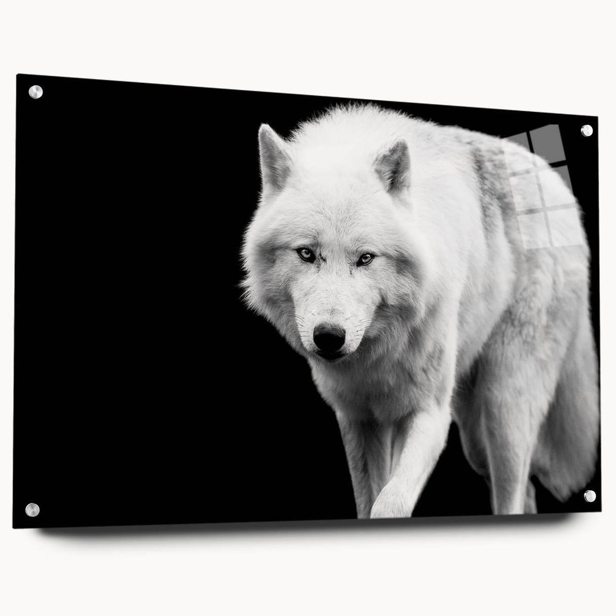 Stylish acrylic wall art featuring a striking wolf design from the "Animals A Wild Life" collection, displayed in a side view with pins, perfect for modern decor.