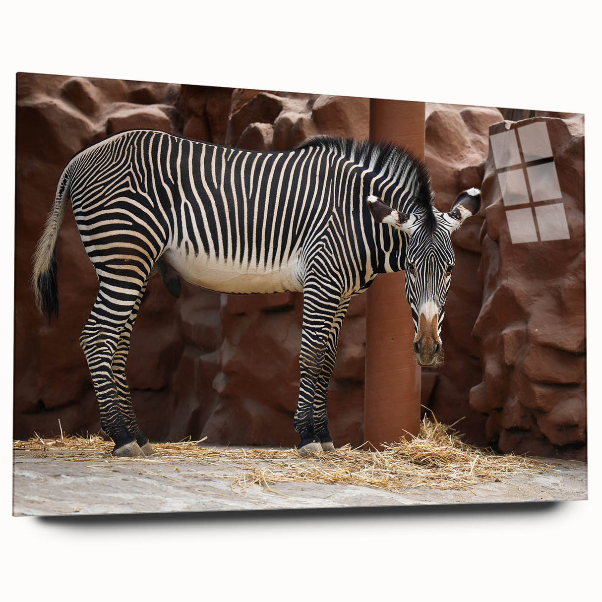 Side view of a sleek, modern acrylic wall art piece featuring a striking zebra design, showcasing intricate black and white stripes, ideal for animal-themed decor.