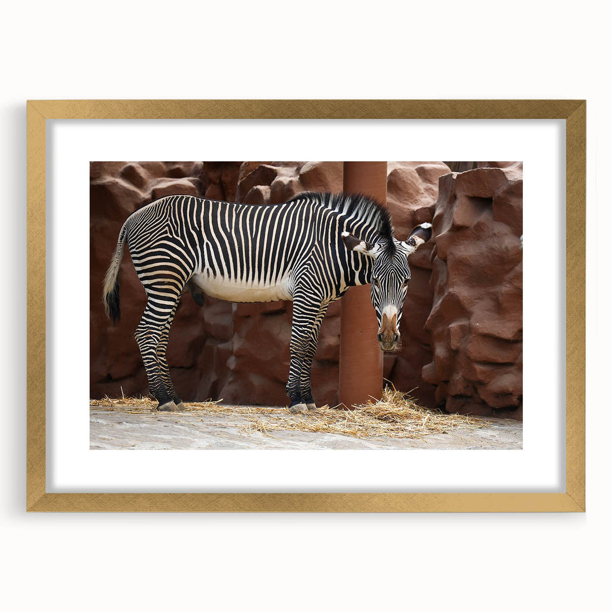 Zebra-themed wall art design framed in gold, showcasing a striking black and white zebra pattern, ideal for wildlife decor. Perfect for adding elegance to any interior space.