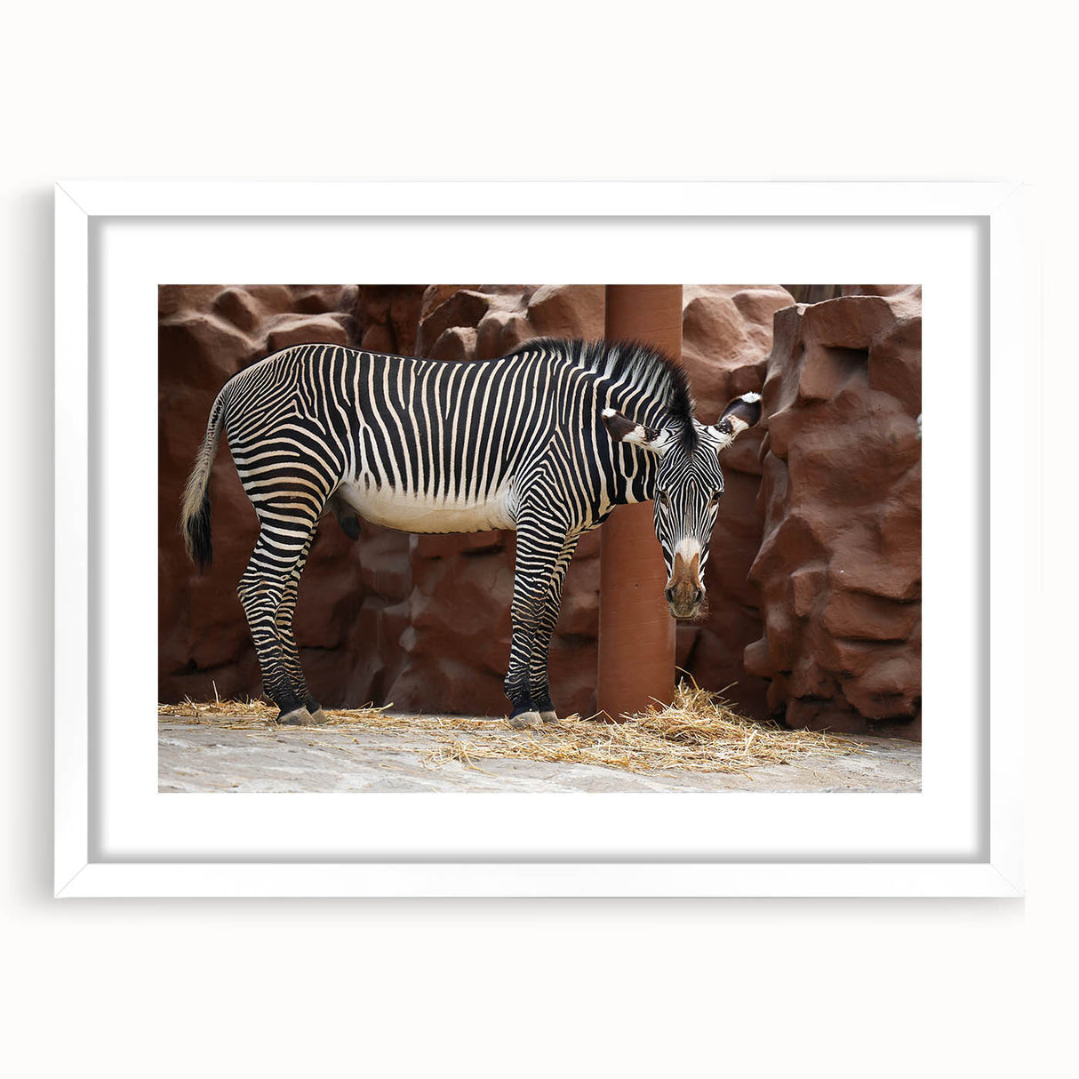 Framed wall art featuring a striking black and white zebra design, set against a crisp white mat, perfect for enhancing modern home decor and animal-themed interiors.