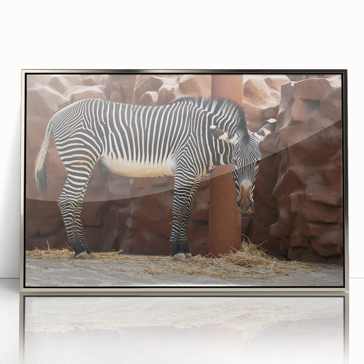 Framed acrylic wall art featuring a striking zebra design in silver tones, showcasing intricate details and vibrant contrasts, perfect for wildlife enthusiasts' decor.