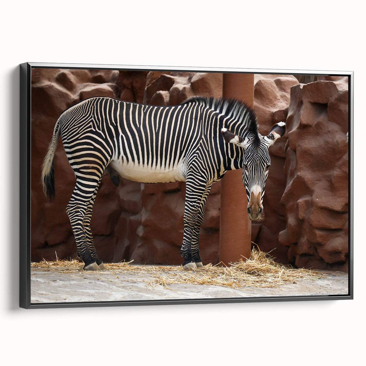 Framed wall art featuring a striking black and white zebra design on canvas, showcasing intricate details and textures, perfect for wildlife enthusiasts and modern decor.