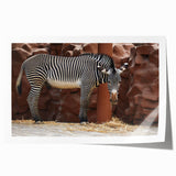 Stylish rolled print showcasing a striking zebra design in vibrant black and white, ideal for enhancing any modern decor with a touch of wildlife art. Perfect for animal lovers and home decorators seeking unique wall art.