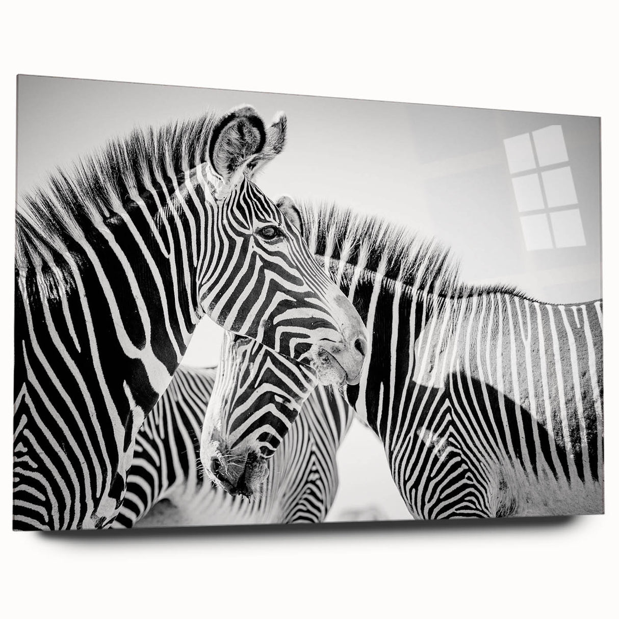 Side view of an acrylic glass wall art piece featuring a vibrant zebra design, showcasing intricate details and bold colors, perfect for animal-themed decor.