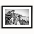 Zebra design wall art collection frame featuring a sleek black mat and modern aesthetic, ideal for animal lovers and contemporary decor enthusiasts. Perfect addition to living spaces or offices, showcasing vibrant wildlife art.