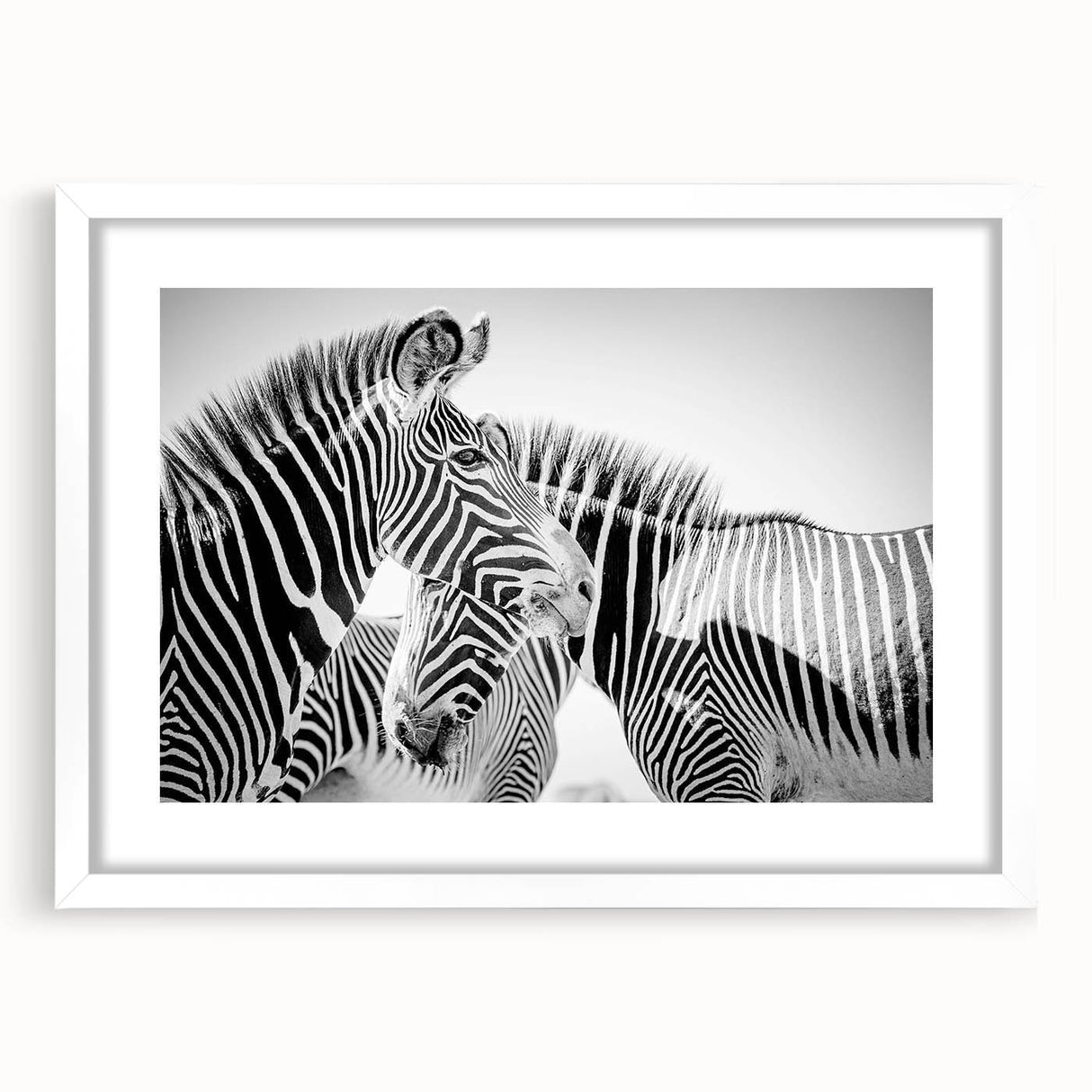 Zebra design wall art from the "Animals: A Wild Life" collection, featuring a framed print with a white mat, perfect for nature-themed decor in modern interiors.