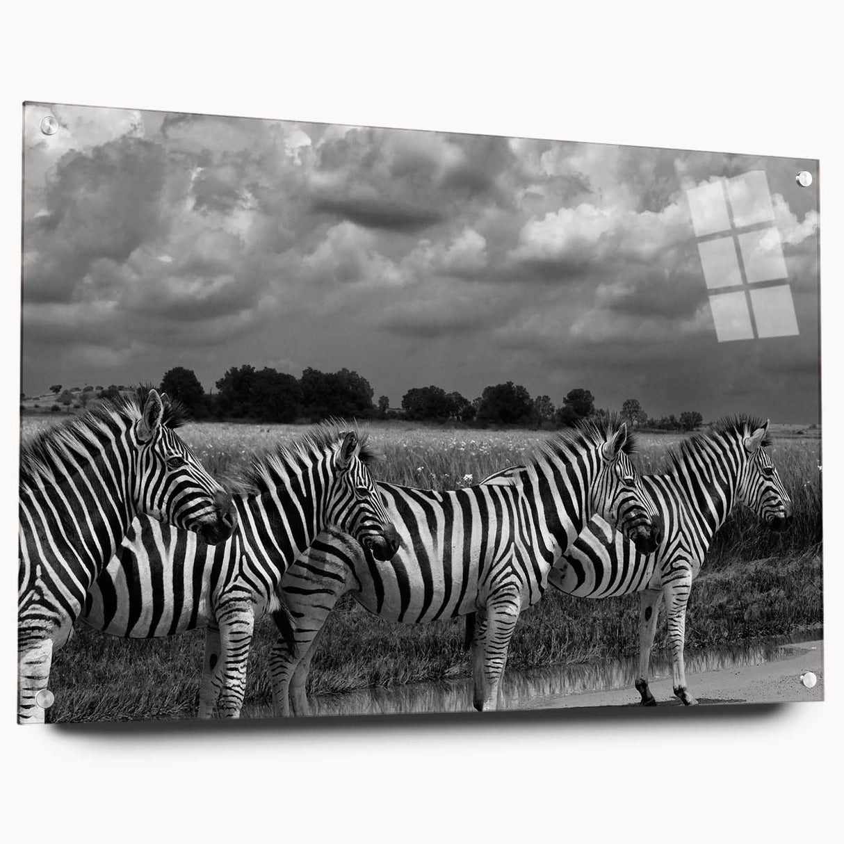 Acrylic glass wall art featuring a striking zebra design from the "Animals: A Wild Life" collection, displayed in a side view with visible pins, showcasing vibrant black and white patterns ideal for modern decor.