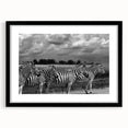 Framed wall art featuring a striking zebra design in black and white, set against a stylish black mat, perfect for adding a modern touch to home decor.