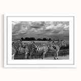 Framed wall art featuring a striking zebra design with a white mat, perfect for animal lovers and modern decor. Ideal for enhancing living spaces or offices.