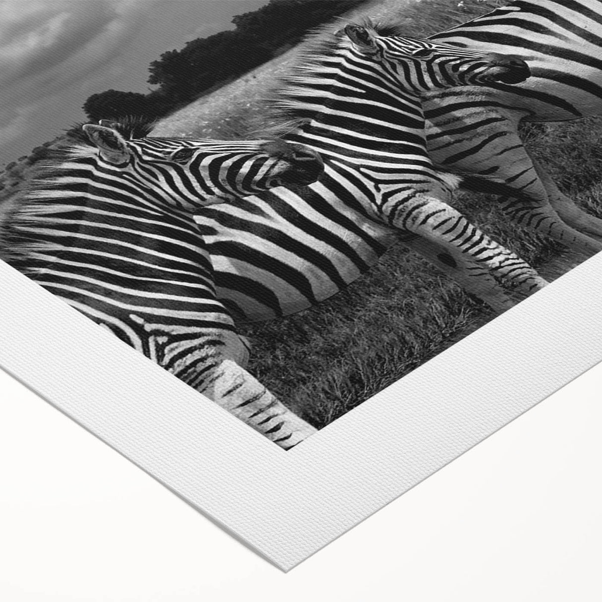 Zebra design wall art on rolled canvas, showcasing vibrant black and white stripes, ideal for adding a touch of wildlife decor to any space. Perfect for animal lovers.