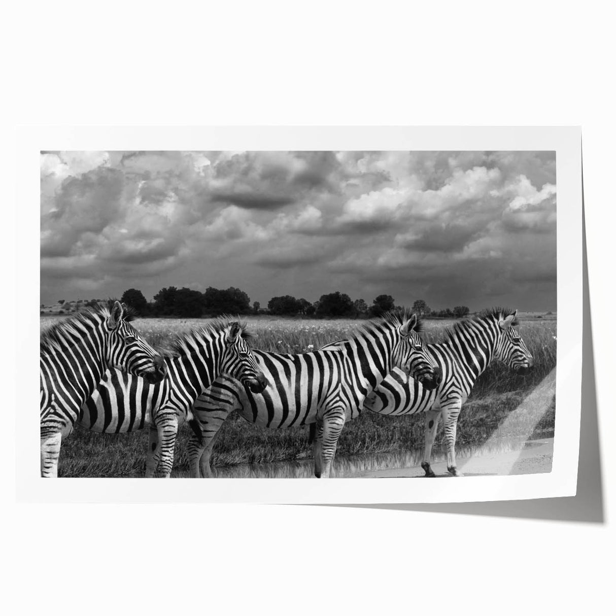 Zebra design wall art print showcasing intricate black and white patterns, ideal for wildlife enthusiasts. This rolled canvas adds a modern touch to home decor.