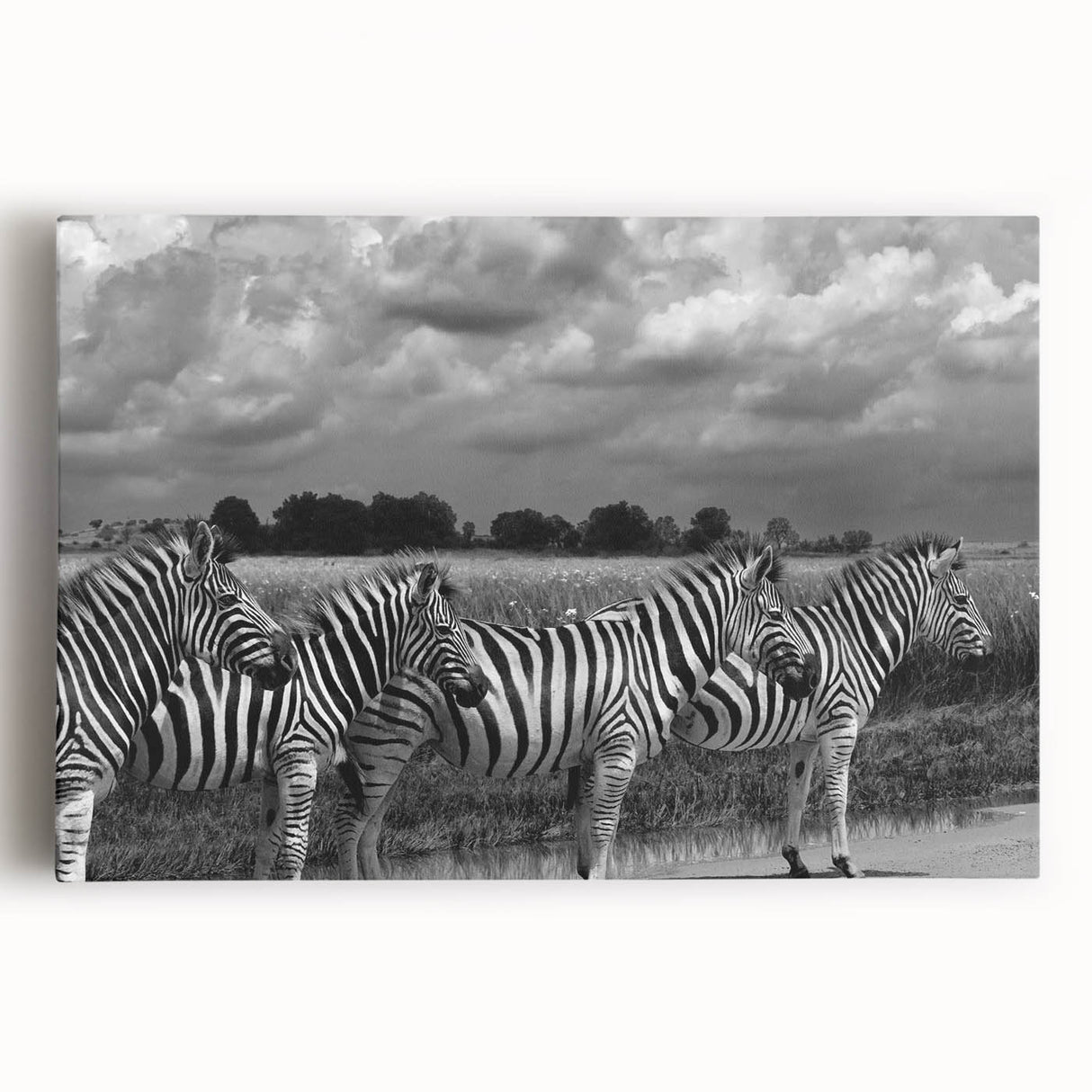 Stretched canvas wall art showcasing a striking zebra design, featuring bold black and white stripes, ideal for wildlife-themed decor in modern interiors.