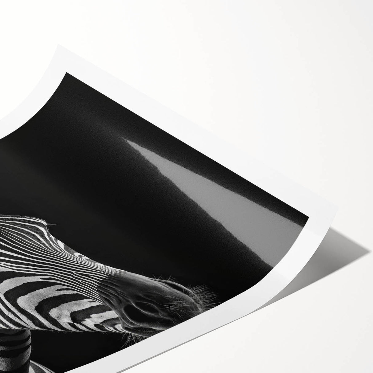 Zebra wall art print showcasing a striking black and white design, perfect for animal lovers and contemporary decor, rolled for easy display and shipping.