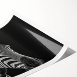Zebra wall art print showcasing a striking black and white design, perfect for animal lovers and contemporary decor, rolled for easy display and shipping.