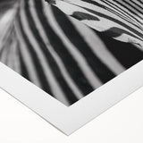Zebra design rolled canvas wall art showcasing striking black and white stripes, ideal for modern home decor, displayed in a sturdy protective tube.