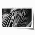 Zebra design wall art collection showcasing vibrant black and white stripes on a rolled print, perfect for enhancing modern home decor with a touch of wildlife elegance.