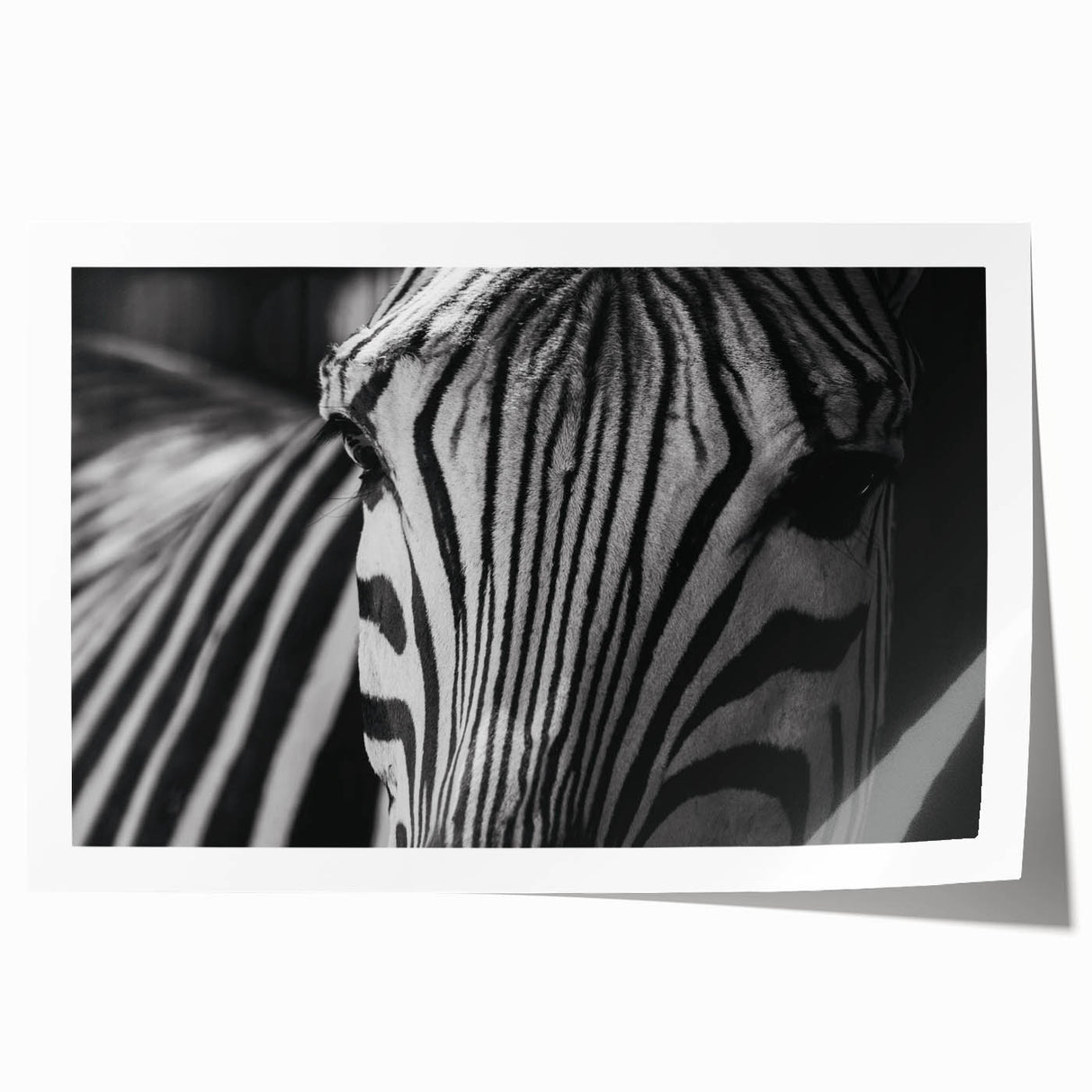 Zebra design wall art collection showcasing vibrant black and white stripes on a rolled print, perfect for enhancing modern home decor with a touch of wildlife elegance.