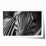Zebra design wall art collection showcasing vibrant black and white stripes on a rolled print, perfect for enhancing modern home decor with a touch of wildlife elegance.