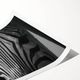 Zebra design wall art print showcasing bold black and white stripes, perfect for wildlife enthusiasts. Ideal for home decor or art collections, rolled for easy display.