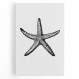 Black & White Starfish Coastal Wall Art - Nautical Decor Ocean Art Print