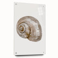 Coastal Wall Art - Nautical Snail Shell Print for Beach-Themed Decor