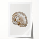 Coastal Wall Art - Nautical Snail Shell Print for Beach-Themed Decor