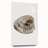 Coastal Wall Art - Nautical Seashell Print for Beach-Themed Decor
