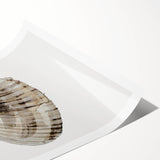 Coastal Wall Art - Nautical Seashell Print for Beach-Themed Decor